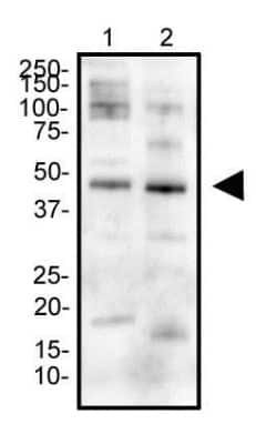 Western Blot: Erythropoietin R AntibodyBSA Free [NBP1-19388]