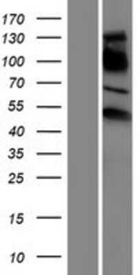 Western Blot: ERR gamma/NR3B3 Overexpression Lysate [NBP2-04535]