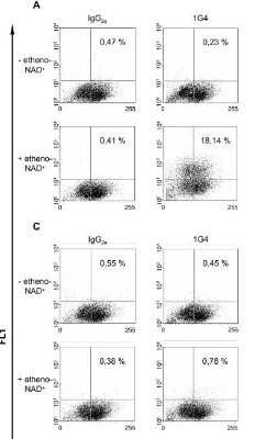 Flow Cytometry: Ethenoadenosine Antibody (1G4) - Azide and BSA Free [NBP2-80727]