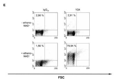 Flow Cytometry: Ethenoadenosine Antibody (1G4) - BSA Free [NB600-442]