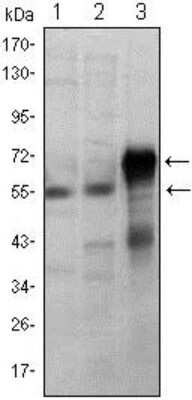 Western Blot: Ets-1 Antibody (8A8)BSA Free [NBP2-22169]