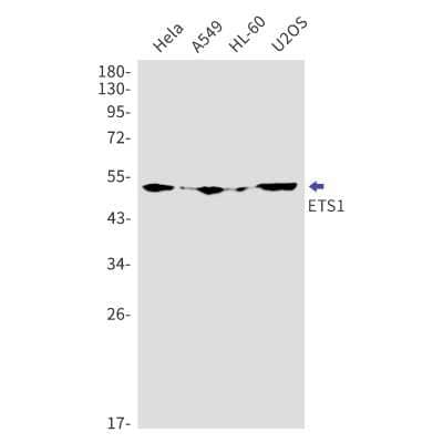 Western Blot: Ets-1 Antibody (S04-8C7) [NBP3-14930]