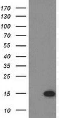 Western Blot: Eukaryotic translation initiation factor 1 Antibody (OTI2B9)Azide and BSA Free [NBP2-71554]