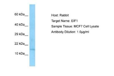 Western Blot: Eukaryotic translation initiation factor 1 Antibody [NBP1-98556]