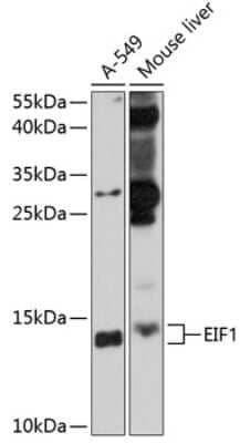 Western Blot: Eukaryotic translation initiation factor 1 AntibodyAzide and BSA Free [NBP3-03239]