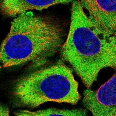 Immunocytochemistry/ Immunofluorescence: Eukaryotic translation initiation factor 5B Antibody [NBP2-55202]