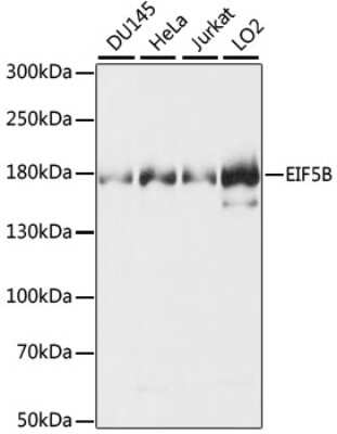 Western Blot: Eukaryotic translation initiation factor 5B AntibodyAzide and BSA Free [NBP3-03412]