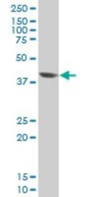 Western Blot: Evx1 Antibody (3F4) [H00002128-M04]