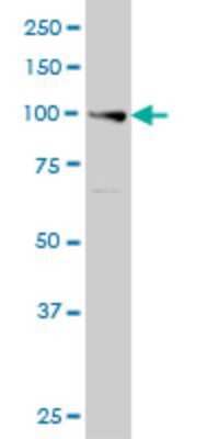 Western Blot: Exonuclease 1 Antibody (1G12) [H00009156-M01]