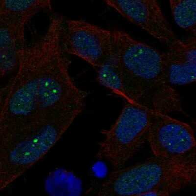 Immunocytochemistry/ Immunofluorescence: Exonuclease 1 Antibody [NBP2-68889]
