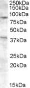 Western Blot: Exonuclease 1 Antibody [NB100-93394]