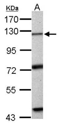 Western Blot: Exonuclease 1 Antibody [NBP2-16391]