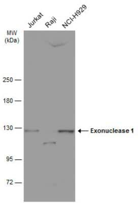 Western Blot: Exonuclease 1 Antibody [NBP2-16391]