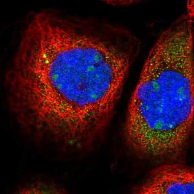 Immunocytochemistry/ Immunofluorescence: Exosome Component 9 Antibody [NBP1-87369]