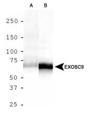 Western Blot: Exosome Component 9 AntibodyBSA Free [NBP1-71702]