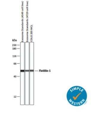 Simple Western: Exosome Standards (A549 cell line) [NBP3-11645]