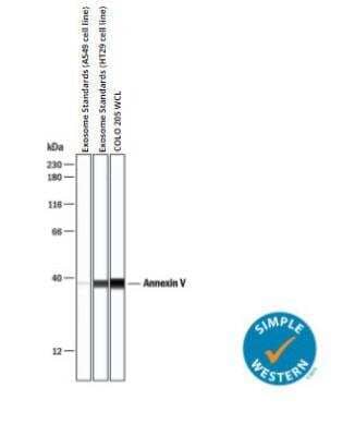 Simple Western: Exosome Standards (HT29 cell line) [NBP3-11685]