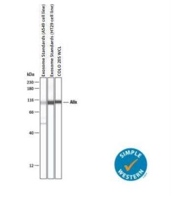 Simple Western: Exosome Standards (HT29 cell line) [NBP3-11685]