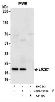 Immunoprecipitation: Exosome component 1 Antibody [NBP2-22239]