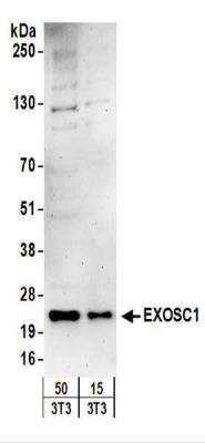 Western Blot: Exosome component 1 Antibody [NBP2-22239]