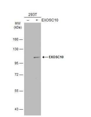 Western Blot: Exosome component 10 Antibody [NBP1-32870]