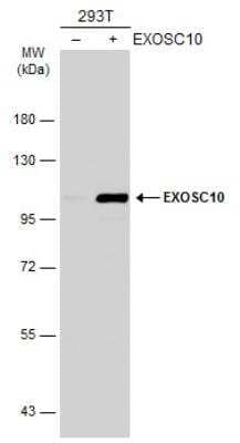 Western Blot: Exosome component 10 Antibody [NBP2-16393]