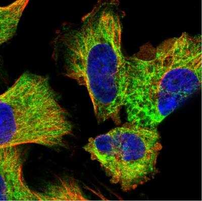 Immunocytochemistry/ Immunofluorescence: Exosome component 4 Antibody [NBP1-82170]