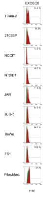 Flow Cytometry: Exosome component 5 Antibody (V80P1C10*C) - BSA Free [NBP2-50173]