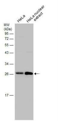 Western Blot: Exosome component 5 Antibody [NBP2-14952]