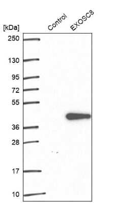 Western Blot: Exosome component 8 Antibody [NBP2-47466]