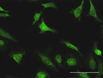 Immunocytochemistry/ Immunofluorescence: Exostosin 1 Antibody [H00002131-D01P]