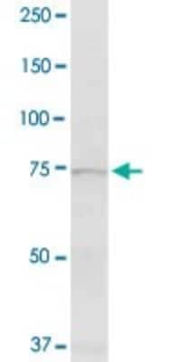 Western Blot: Exostosin 1 Antibody [H00002131-D01P]