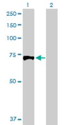 Western Blot: Exostosin 1 Antibody [H00002131-D01P]