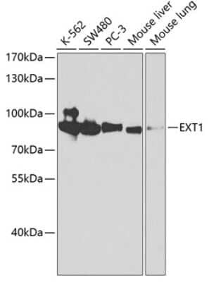 Western Blot: Exostosin 1 AntibodyAzide and BSA Free [NBP3-03736]