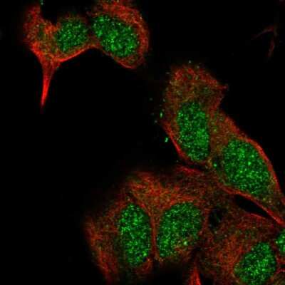 Immunocytochemistry/ Immunofluorescence: Exostosin-like 2/EXTL2 Antibody [NBP2-56467]