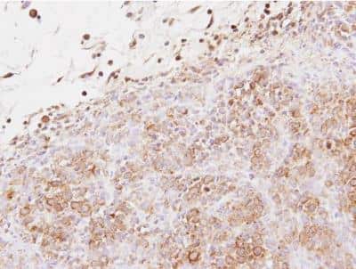 Immunohistochemistry-Paraffin: Exostosin-like 2/EXTL2 Antibody [NBP2-16394]