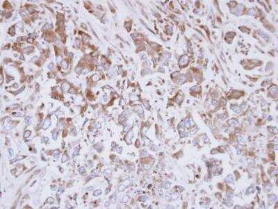 Immunohistochemistry-Paraffin: Exostosin-like 3/EXTL3 Antibody [NBP1-31645]