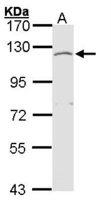 Western Blot: Exostosin-like 3/EXTL3 Antibody [NBP1-31645]