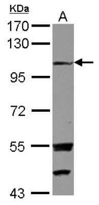 Western Blot: Exostosin-like 3/EXTL3 Antibody [NBP2-16395]