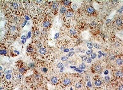 Immunohistochemistry-Paraffin: Exportin 4 Antibody [NB100-56495]