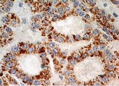 Immunohistochemistry-Paraffin: Exportin 4 Antibody [NB100-56495]