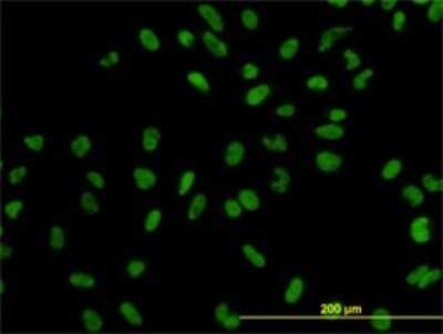 Immunocytochemistry/ Immunofluorescence: Exportin-5 Antibody (2C5-1B3) [H00057510-M01]