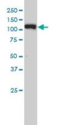 Western Blot: Exportin-5 Antibody (2C5-1B3) [H00057510-M01]