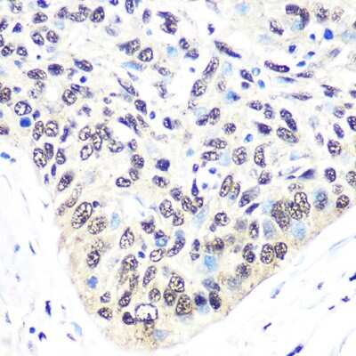 Immunohistochemistry-Paraffin: Exportin-5 Antibody (3Q8E6) [NBP3-16278]
