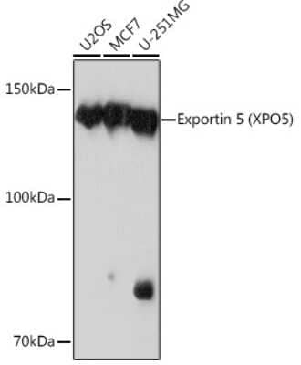 Western Blot: Exportin-5 Antibody (3Q8E6) [NBP3-16278]