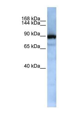 Western Blot: Exportin-T Antibody [NBP1-57176]