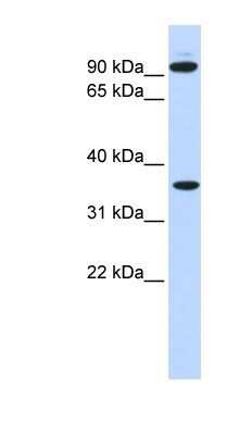 Western Blot: Ext2 Antibody [NBP1-58297]
