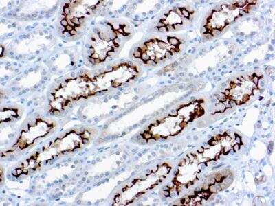 Immunohistochemistry-Paraffin: Ezrin Antibody (3C12) [NB600-1310]