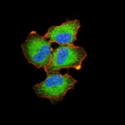 Immunocytochemistry/ Immunofluorescence: Ezrin Antibody (6F1A9) - BSA Free [NBP2-52465]