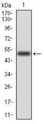 Western Blot: Ezrin Antibody (6F1C3)BSA Free [NBP2-52464]